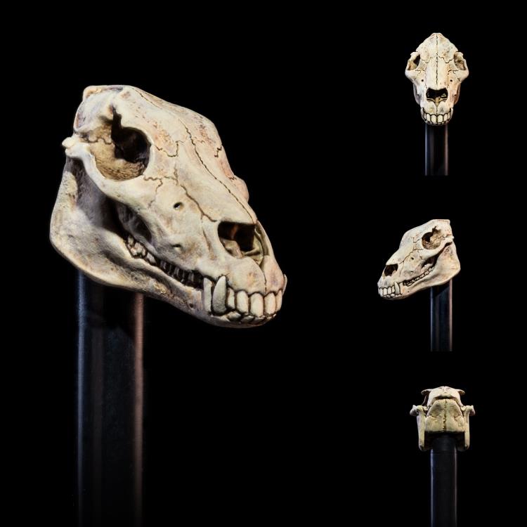 Mythic Legions: All-Stars Undead Heads Pack (preorder) - Collectables > Action Figures > toys -  Four Horsemen