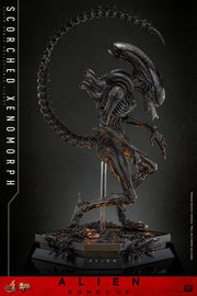 Alien: Romulus MMS784 Scorched Xenomorph 1/6th Scale Collectible Figure (preorder March 2026 ) - Collectables > Action Figures > toys -  Hot Toys