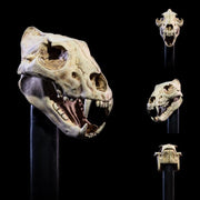 Mythic Legions: All-Stars Undead Heads Pack (preorder) - Collectables > Action Figures > toys -  Four Horsemen