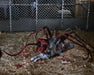 The Thing Ultimate Dog Creature Set (preorder Q4) - Collectables > Action Figures > toys -  Neca