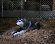 The Thing Ultimate Dog Creature Set (preorder Q4) - Collectables > Action Figures > toys -  Neca