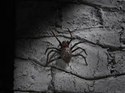 Neca - Universal Monsters Dracula Accessory Set - Collectables > Action Figures > toys -  Neca