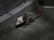 Neca - Universal Monsters Dracula Accessory Set - Collectables > Action Figures > toys -  Neca