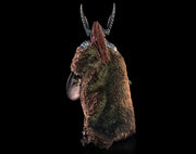 Mythic Legions: The Undead of Vikenfell (preorder Q4) - Collectables > Action Figures > toys -  Four Horsemen