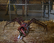 The Thing Ultimate Dog Creature Set (preorder Q4) - Collectables > Action Figures > toys -  Neca