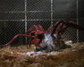 The Thing Ultimate Dog Creature Set (preorder Q4) - Collectables > Action Figures > toys -  Neca