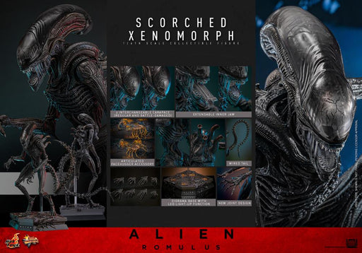 Alien: Romulus MMS784 Scorched Xenomorph 1/6th Scale Collectible Figure (preorder March 2026 ) - Collectables > Action Figures > toys -  Hot Toys