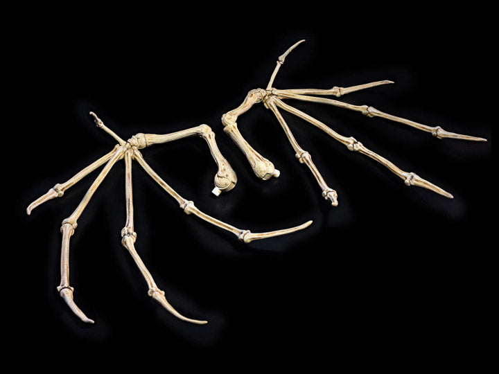 Mythic Legions: All-Stars Bone Wings (preorder) - Collectables > Action Figures > toys -  Four Horsemen