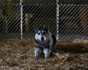 The Thing Ultimate Dog Creature Set (preorder Q4) - Collectables > Action Figures > toys -  Neca