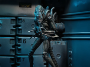 Aliens - Ultimate Warrior (Blue) Action Figure (Preorder Sep 2026) - Collectables > Action Figures > toys -  Neca