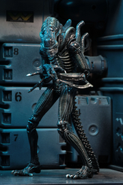 Aliens - Ultimate Warrior (Blue) Action Figure (Preorder Sep 2026) - Collectables > Action Figures > toys -  Neca