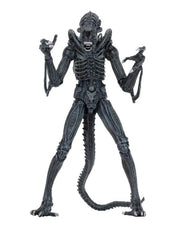 Aliens - Ultimate Warrior (Blue) Action Figure (Preorder Sep 2026) - Collectables > Action Figures > toys -  Neca