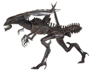 Alien Resurrection - Alien Resurrection Deluxe Queen Ultra Deluxe Boxed Figure (Preorder Sep 2026) - Collectables > Action Figures > toys -  Neca