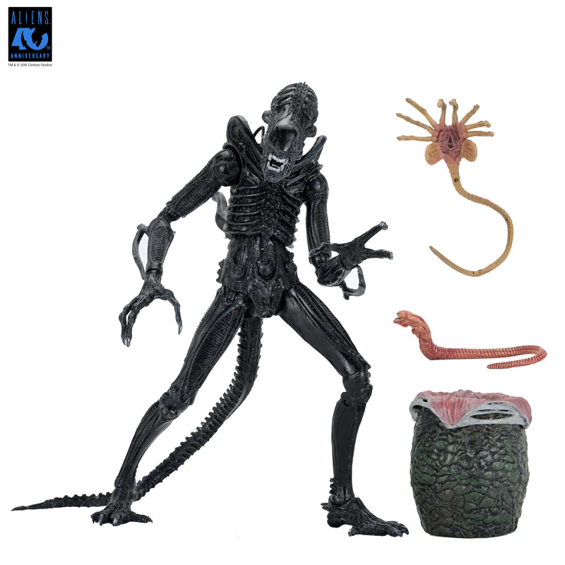 Aliens - 40th Anniversary Ultimate Warrior Xenomorph Action Figure (Preorder Sep 2026) - Collectables > Action Figures > toys -  Neca
