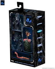 Aliens - 40th Anniversary Ultimate Warrior Xenomorph Action Figure (Preorder Sep 2026) - Collectables > Action Figures > toys -  Neca