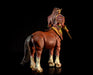 Mythic Legions - Aphareus - Illythia Wave - CENTAUR - Action & Toy Figures -  Four Horsemen