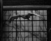 Universal Monsters - 7" Scale Action Figure - Ultimate Dracula - Carfax Abbey (preorder) - Collectables > Action Figures > toys -  Neca